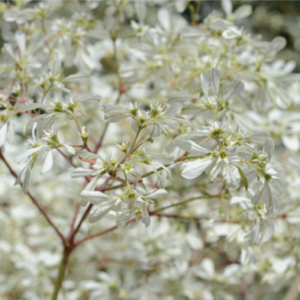 Flor Blanca