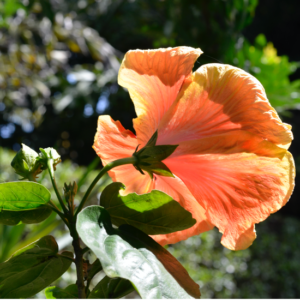 Hibiscus 3