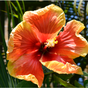 Hibiscus 4