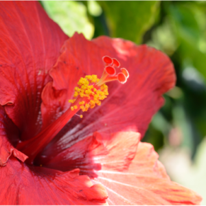 Hibiscus 2